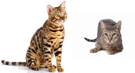 Bengal Cat Compared Regular Cat