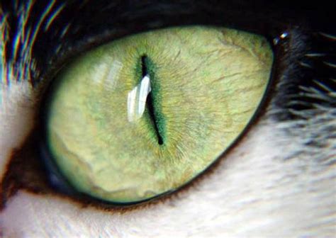 Le pénis du chat a certaines particularités car cet organe présente des caractéristiques spéciales qui lui permettent de compléter le cycle. Ce qu'il y a dans l'oeil du chat (Marc Alyn) « Arbrealettres