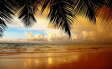 Nature Landscape Palm Trees Leaves Beach Wallpapers Hd