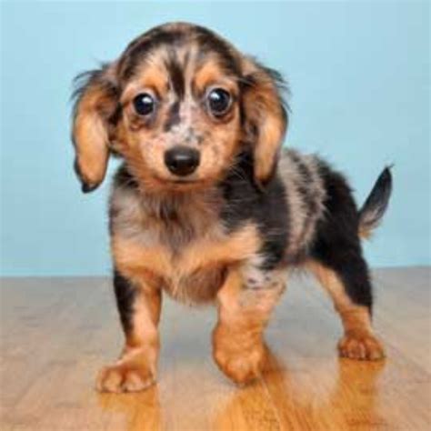 chiweenie dog breed information images characteristics health