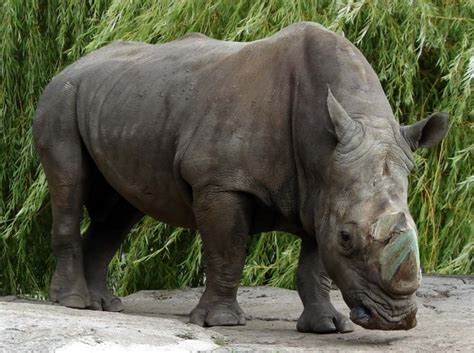 Sketsa gambar hewan yang dilindungi. 10 Hewan Langka yang Dilindungi di Indonesia - Satu Jam