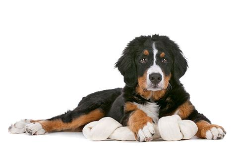 What Is The Personality Of A Bernese Mountain Dog Unveiling Their Traits