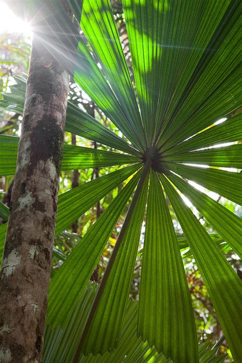 Tropical Pristine Rain Forest Background Photograph By Dirk Ercken Pixels
