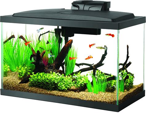 The ielts and toefl are the most popular tests that are accepted globally, whereas pte is a new entrant in this field with a little bit different from the other two tests. 10 Gallon Fish Tanks - Options and Reviews 2020 | A Little ...
