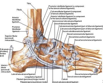 A magnetic resonance imaging (mri) was performed on a cross section of the foot with anatomical structures labeled as arteries, muscles. The Body | Ankle anatomy, Foot anatomy, Muscle anatomy