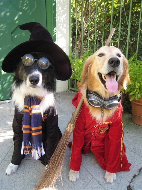 Diy Dog Costumes For All Shapes And Sizes The Dog People By
