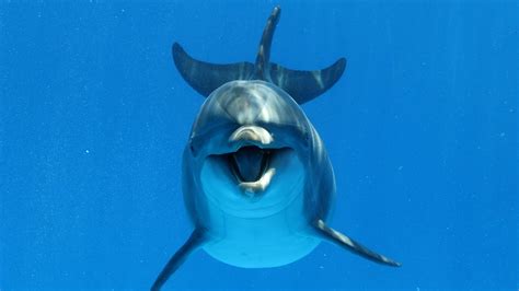 Bottlenose Dolphins Spotted In Puget Sound