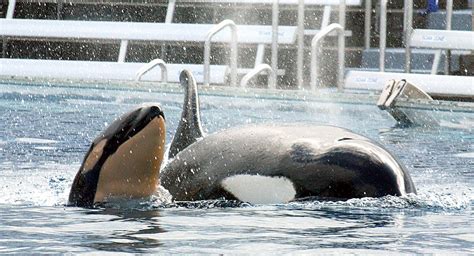 How To Keep Captive Killer Whales Happy Live Science