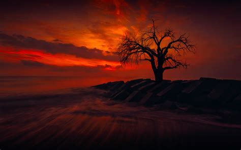 Download Lonely Tree Ocean Horizon Sky Orange Color Sunset Nature