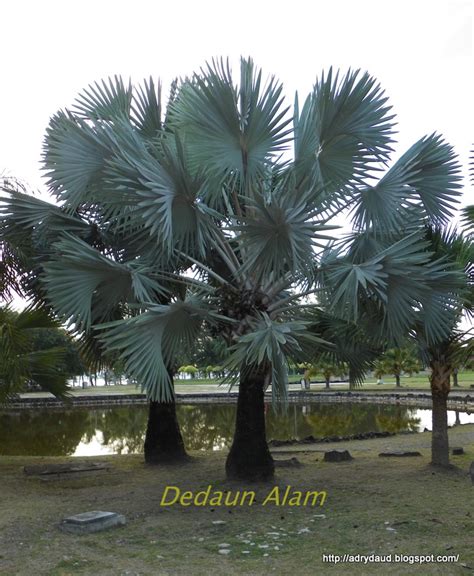 Tetapi terdapat lebih sedikit variasi domestik. Dedaun Alam: Bismarckia Nobilis Silver
