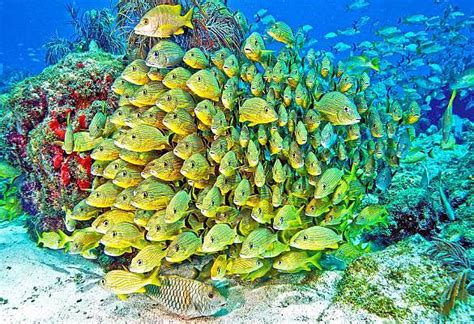 25 Jahre Florida Keys National Marine Sanctuary Aquanaut Next