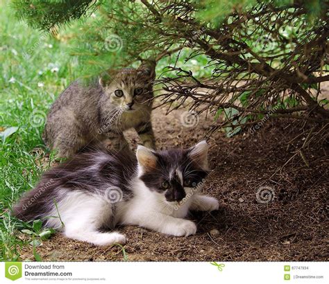 Cats Stock Photo Image Of Kitten Cats Garden Grass 67747934