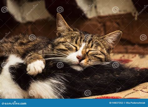 Two Cats Lie And Sleep Together Stock Photo Image Of Cats Background