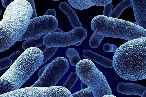 Las Bacterias Caracteristicas Clasificacion Beneficios Y Riesgos
