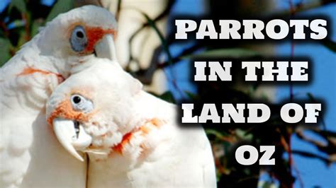 Parrots Documentary Land Of Oz Majestic Birds Youtube