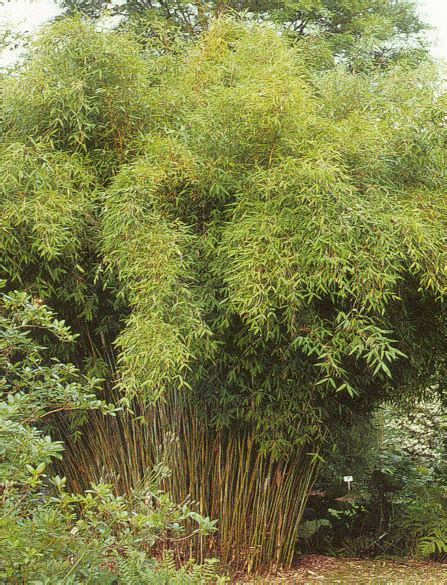 Fargesia Murielae Umbrella Bamboo Fam Bamboo Sourcery Nursery