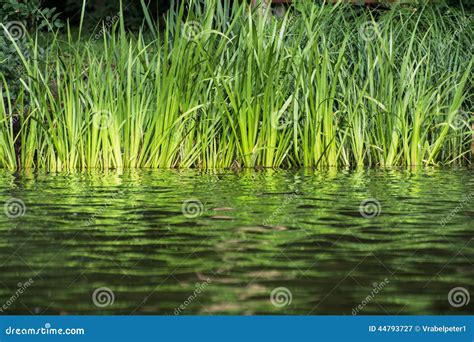 Green Reeds On The Lake Shore Stock Image Image Of Grass Deep 44793727