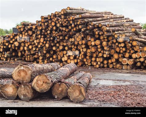A Huge Pile Of Logs From The Forest A Sawmill Timber For Export Beam