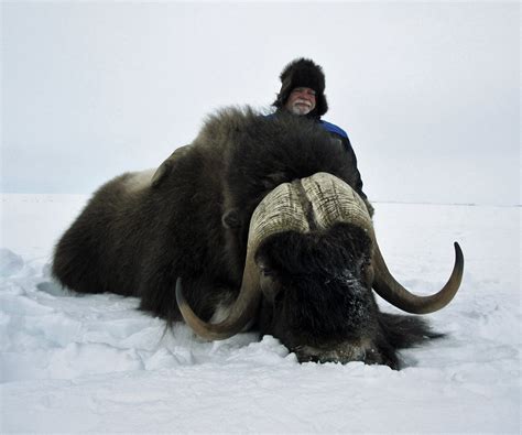 How To Field Judge A Musk Ox