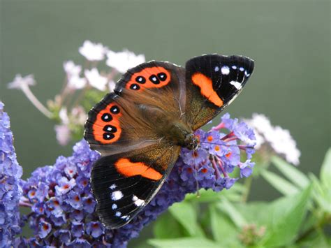 Species Monarch Butterfly New Zealand Trust