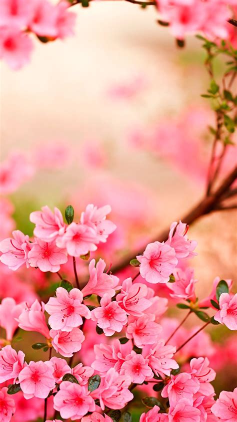 Nature wallpapers only the best nature wallpapers. Pin by Makinzi Bossard on Wallpapers iphone | Spring flowers wallpaper, Azalea flower, Flower ...