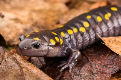 Spotted Salamander Image Eurekalert Science News Releases