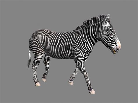 animated zebra  model autodesk fbx files