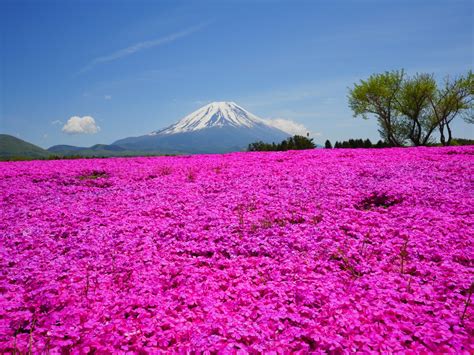 Japans Shibazakura Bloom Is The Newest Flower Festival To Add To Your