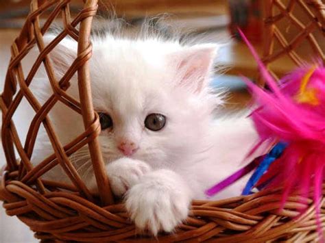 Free Download Download Sweet Cat Hd Wallpapers From Hd Photo Gallery
