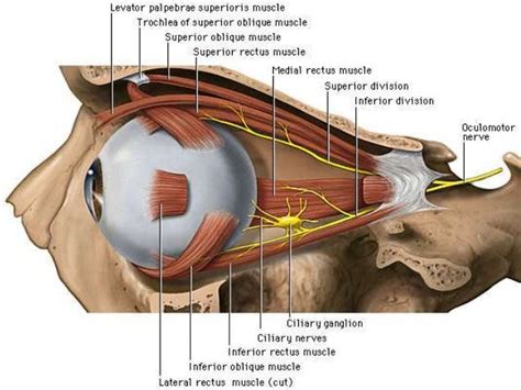 Extra Ocular Muscles Anatomy