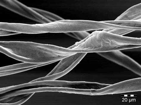 Polyester Fiber Under Microscope