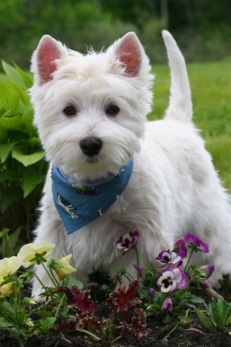 17 Best Images About Westies Best In Show On Pinterest Pets To