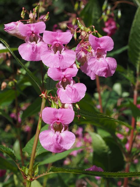 They do like the heat, so the best time to plant them is when the nights and soil are consistently. Balsam