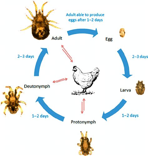 Bird Mites Life Cycle
