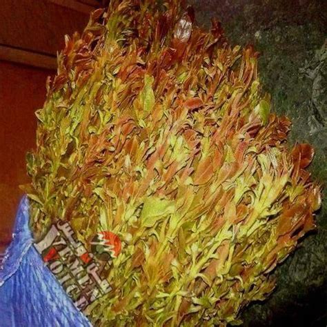 Among communities from the areas where the plant is native, khat chewing has a history as a social custom dating back thousands of years analogous to the use of coca leaves in south am. تحذيرات هامة من الافراط في تناول القات في رمضان | يمن فويس