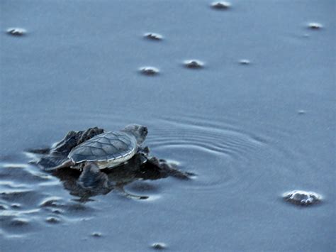 If you notice any changes in your turtles behavior or eating habits, it should see a veterinarian. Sea Turtle Hatchlings