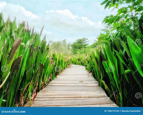 Wooden Walking Path In A Wetland Park In Sri Lanka Stock Photo Image