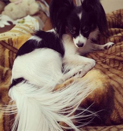 Some singers names that start with a l are loverboy, lynn anderson, lone justice, linkin park, lady gaga, lady antebellum. 400 Popular Female Dog Names That Start with 'L' in 2020 ...