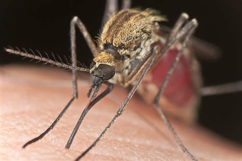 Your Summertime Guide To Mosquitos Why They Bite And What To Do About