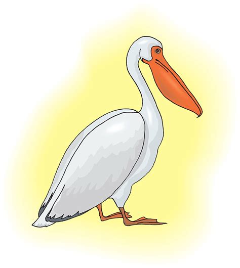Pelican Clip Art Others Png Download 572640 Free Transparent