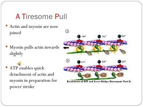 Sliding Filament Theory Muscle Contraction
