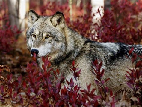25 Awesome Wolf Wallpaper Pictures Photos And Images Picsmine