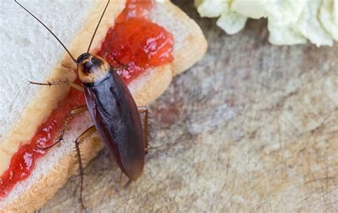 How much does pest control service cost? Cockroach Control | Roach Control Treatments For NC Homes ...