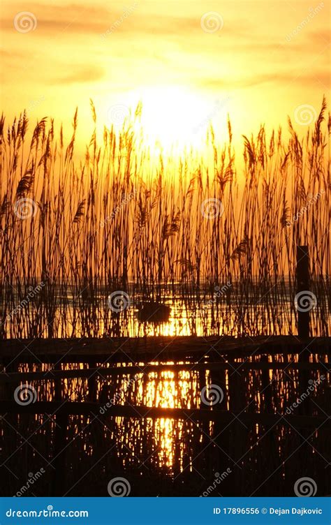 Sunset Through Reed Stock Photo Image Of Golden Sunset 17896556