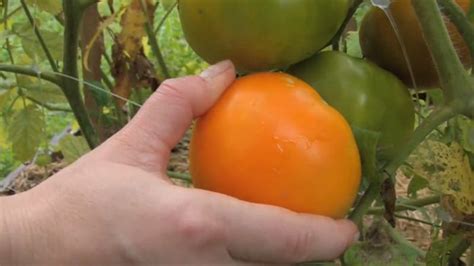 How To Harvest Tomatoes Finegardening