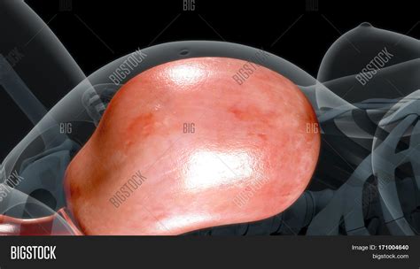 Check spelling or type a new query. First Stage: Dilation Image & Photo (Free Trial) | Bigstock
