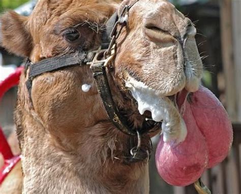 The Bizarre Mating Practices Of The Arabian Camel