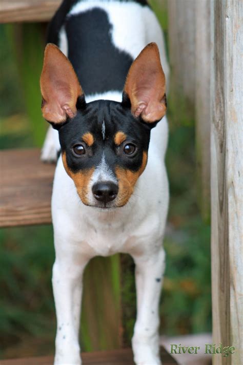 Boston terrier in the mix: ️Fox Terriers | Rat terrier dogs, Fox terrier, Terrier