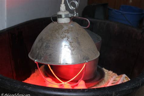 You can safely refrigerate the eggs in their shells for one to 1½ weeks. Raising Baby Chicks - Beginners Guide for the First 6 ...