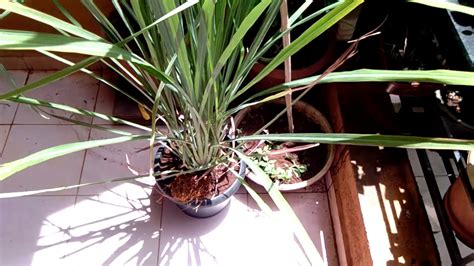 Lemongrass grows at its best at temperatures between 75f and 86f, though it can why grow lemongrass in your garden? 96.How to grow n care Lemongrass Gavtichaha in Containers ...